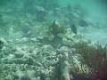 I took these clips at the reef in South Akumal, Mexico (Mayan Riviera) in February with my birthday underwater camera (Thanks Les and Bryan!) There is truly a beautiful world beneath the surface. Thanks to Coldplay for the song. 