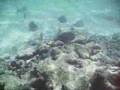 Beautiful World - Akumal Underwater