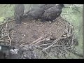 Decorah Eagles,big Fish Delivered by Dad & Squeeeing Video Lol,31/5/2012
