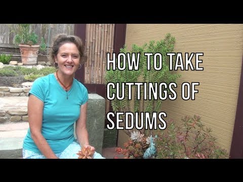 how to transplant sedum