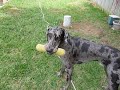 Louie dog playing in the yard