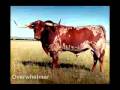 Overwhelmer - Texas Longhorn Bull