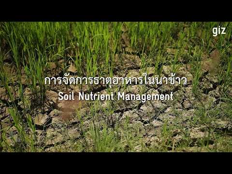 การจัดการธาตุอาหารในนาข้าว (Soil Nutrient Management)