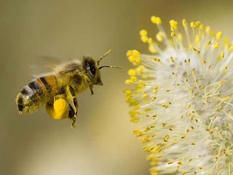 how to harvest pollen