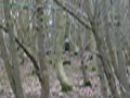 Hunting in the woods Hunting in the woods