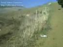 mikha-alla-forestale.html