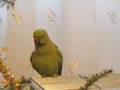 Micul Alexandru vorbitor ringneck parrot