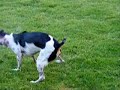 The Rat Terriers, the water and the big green snake!