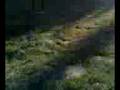 videos de lily plays fetch