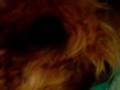 videos de Perro roncando