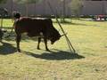 videos de Mel Plays with Post 2