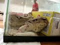 Boa constrictor bite, constrict, and eat