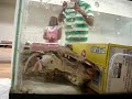 Boa constrictor bite, constrict, and eat