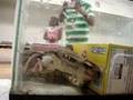 Boa constrictor bite, constrict, and eat