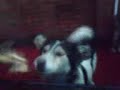 Midgard knorsuizeando a un par de perros