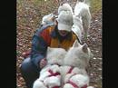 Faszination Samojede /Samoyed´s Fascination
