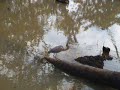 Tri-colored heron
