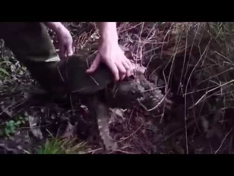 how to eliminate turtles from a pond
