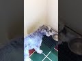 our dog has an eating disorder