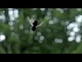flies around the house