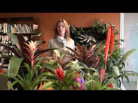 how to grow fresh air