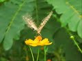 دكلمه : اب را گل نكنيم http://www.sarnevesht.netDeklame-AAb-Raa-Gel-NakonimSohrab Sepehri آب را گل نکنيم:سهراب سپهری  great persian poet and painterpersian Poetry شعر فارسی