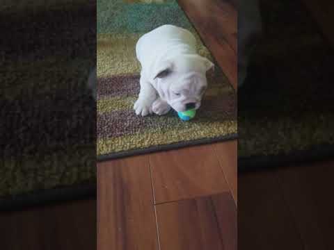 Male puppy Cube available
