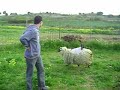 oveja caballar
