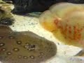 75 Gallon Aquarium, stingrays and ropefish