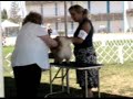 A Day at the Dog Show