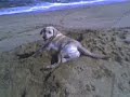 Happy Digging Dog