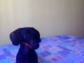 videos de Ignoring a dachsund