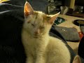 Cute Sleepy Kitten
