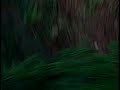 www.tinyurl.com In this video, Ryan Murphy meets a mother bird! Check out Hollywoodeasttv.com for videos with plots.