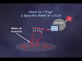 RNA - Life at the End of a Chromosome (5-6)