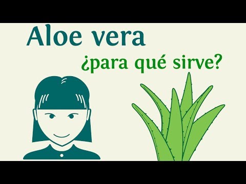 Planta+Chaya+Para+Que+Sirve chaya para que sirve - Videos | Videos relacionados con chaya para que ...