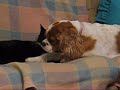 girl-on-girl-pussy-licking-action.html