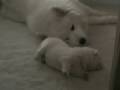 YouTube - Roughdiamond Samoyed puppies - 11 days old ...