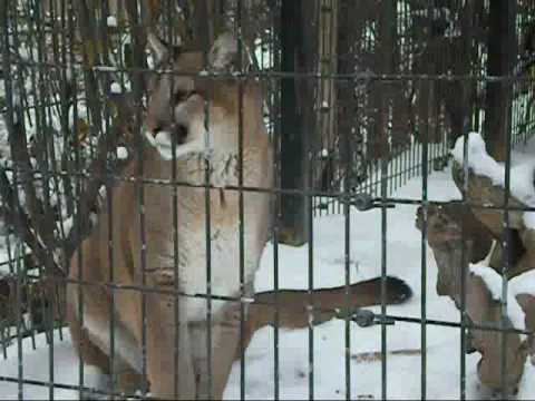 LION SNARL +