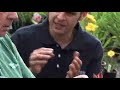 How to Prune Daylilies How to Prune Daylilies