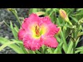 How to Prune Daylilies