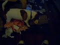 Jackie met kadotjes 3