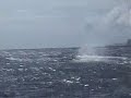Humpback Whales Tonga