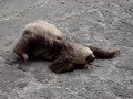 Three-toed Sloth Crossing the Road