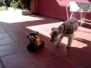 Walle y la Luna