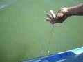 Pescuit la Somn -73 Kg-record personal