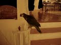 Chaudry Saab the Parrot climbing up the stairs