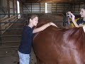 our new horse.....Riley!!!!!!!!!! our new horse.....Riley!!!!!!!!!!