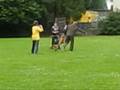 Africhting van de honden Cleo v Jabora en Peru v Glennsland