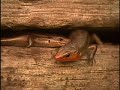 Skinks